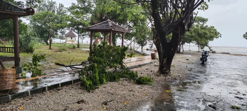 Hujan Angin Kencang di Jepara Banyak Pohon Tumbang dan Rumah Mengalami Rusak